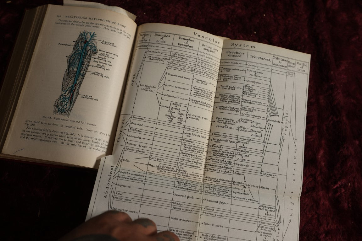 Lot 146 - Physiology And Anatomy, By Exther M. Greisheimer, M.D., Sixth Edition, 1950, Illustrated Medical Book