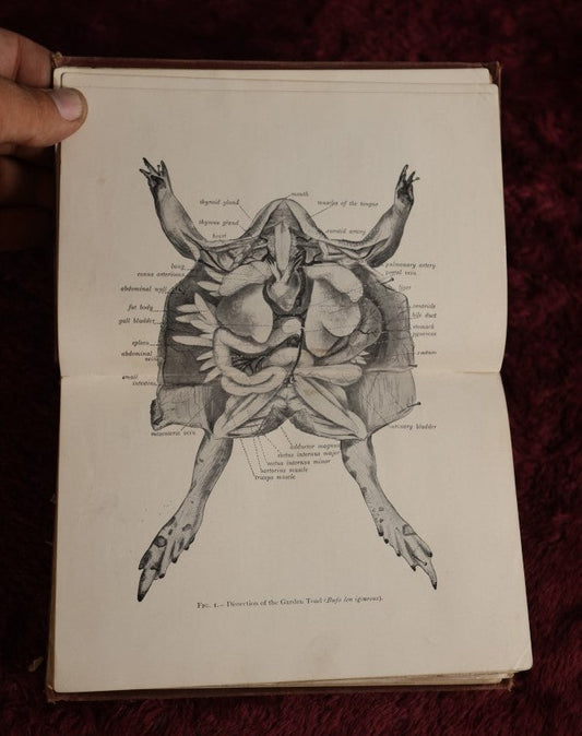 Lot 026 - Elementary Zoology By Vernon. L. Kellogg, M.S., Second Edition, 1902, Illustrated Antique Book, Ex New York City Department Of Education