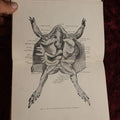 Lot 026 - Elementary Zoology By Vernon. L. Kellogg, M.S., Second Edition, 1902, Illustrated Antique Book, Ex New York City Department Of Education