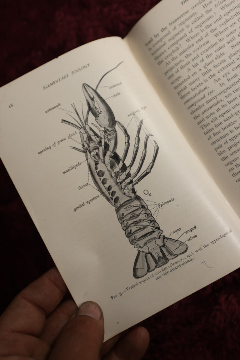 Lot 026 - Elementary Zoology By Vernon. L. Kellogg, M.S., Second Edition, 1902, Illustrated Antique Book, Ex New York City Department Of Education