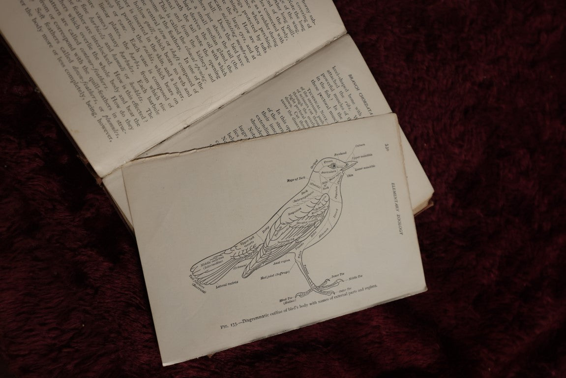 Lot 026 - Elementary Zoology By Vernon. L. Kellogg, M.S., Second Edition, 1902, Illustrated Antique Book, Ex New York City Department Of Education