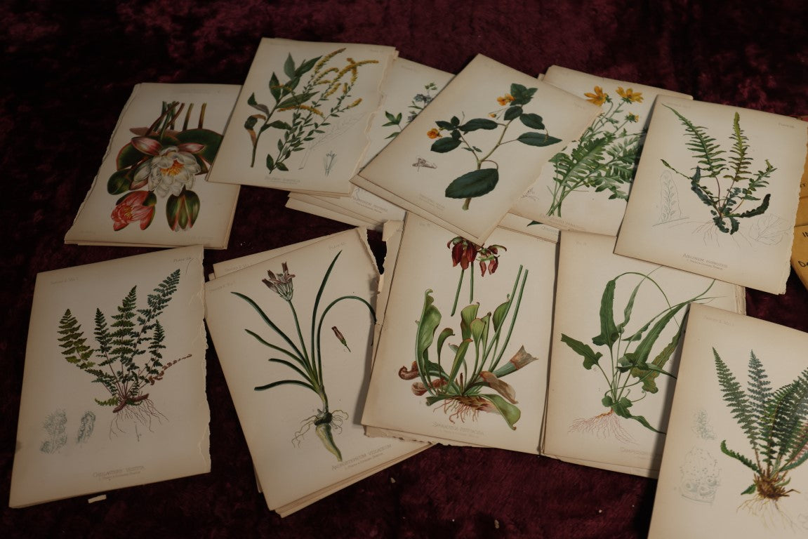 Lot 034 - Huge Grouping Of Antique Botanical, Floral Book Plates Of Plants And More, L. Prang & Company, Boston, Approximately 40 Pieces