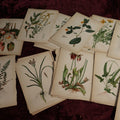 Lot 034 - Huge Grouping Of Antique Botanical, Floral Book Plates Of Plants And More, L. Prang & Company, Boston, Approximately 40 Pieces
