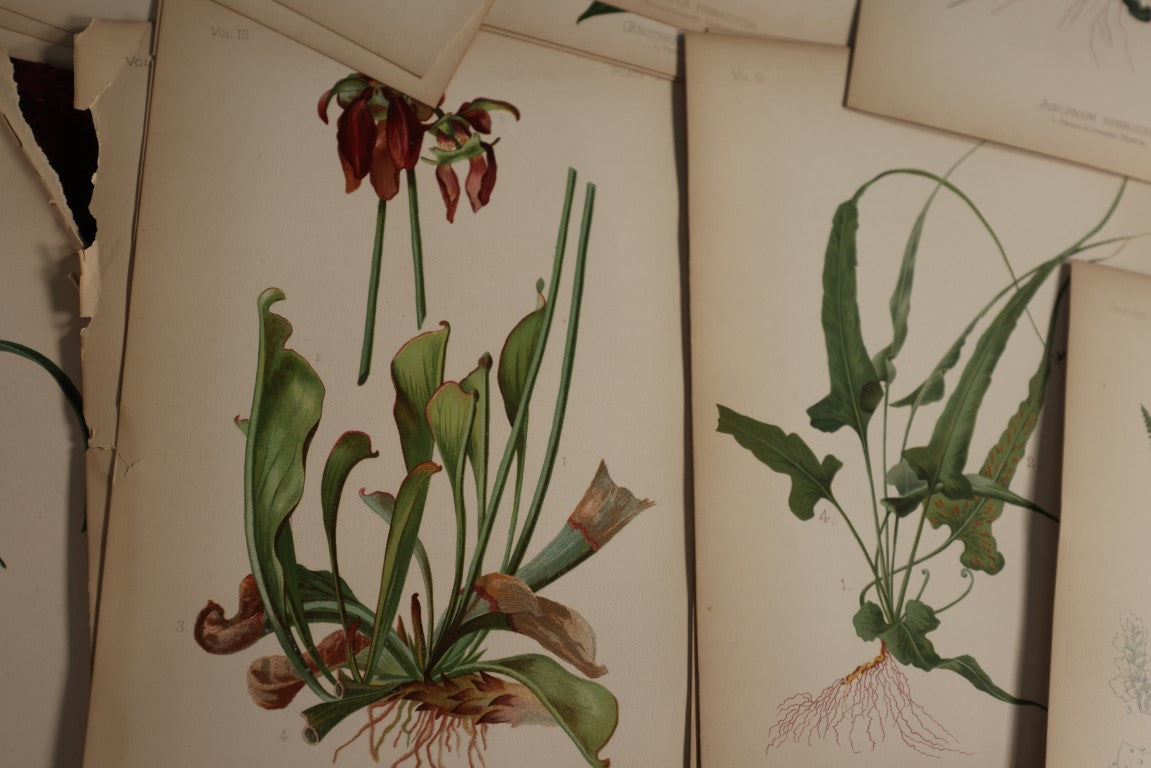 Lot 034 - Huge Grouping Of Antique Botanical, Floral Book Plates Of Plants And More, L. Prang & Company, Boston, Approximately 40 Pieces