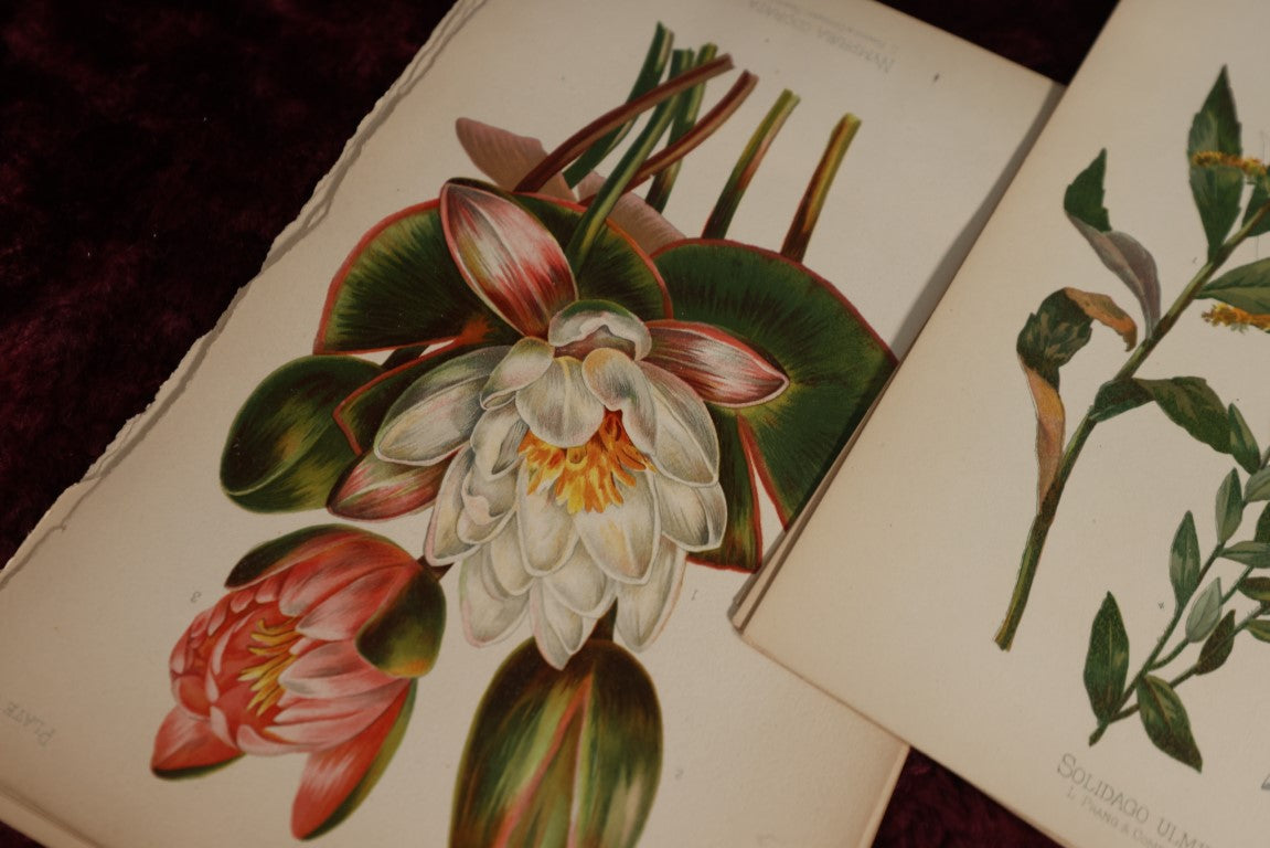 Lot 034 - Huge Grouping Of Antique Botanical, Floral Book Plates Of Plants And More, L. Prang & Company, Boston, Approximately 40 Pieces