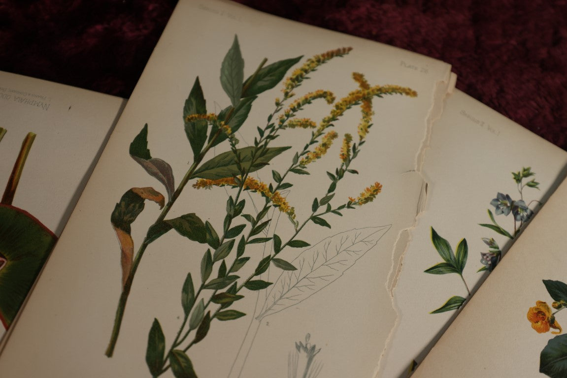 Lot 034 - Huge Grouping Of Antique Botanical, Floral Book Plates Of Plants And More, L. Prang & Company, Boston, Approximately 40 Pieces