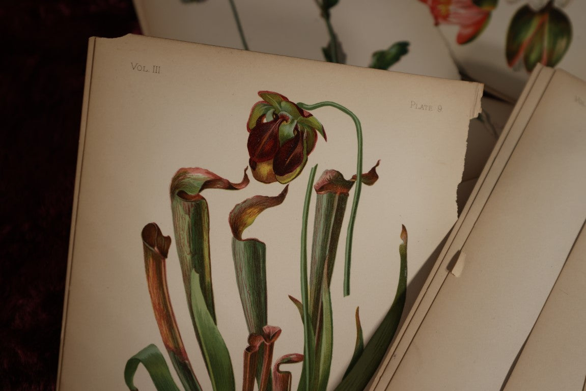 Lot 034 - Huge Grouping Of Antique Botanical, Floral Book Plates Of Plants And More, L. Prang & Company, Boston, Approximately 40 Pieces