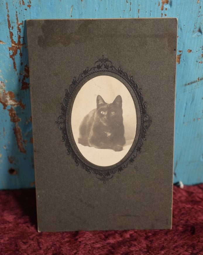 Lot 075 - Small Antique Boarded Photo, Cabinet Card Size, Of Black Cat, E.D. Putnam Photographer, Antrim, New Hampshire