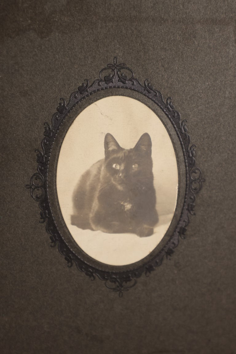 Lot 075 - Small Antique Boarded Photo, Cabinet Card Size, Of Black Cat, E.D. Putnam Photographer, Antrim, New Hampshire