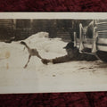 Lot 079 - Wacky Vintage Snap Shot Photo Of Kid Laying Behind Car, Catching A Featherless Chicken Running Away By The Leg, Dated February 1943