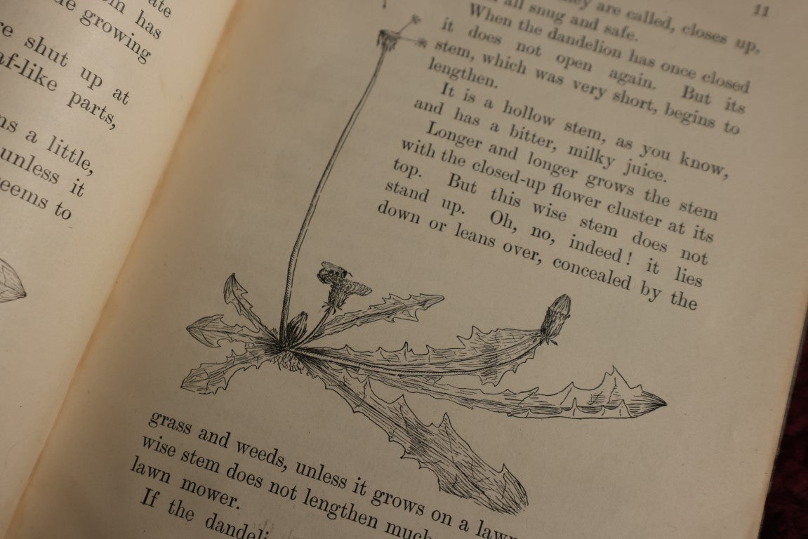 Lot 139 - Little Wanderers By Margaret Warner Morley, 1899 Book On Flower Propagation, Many Illustrations