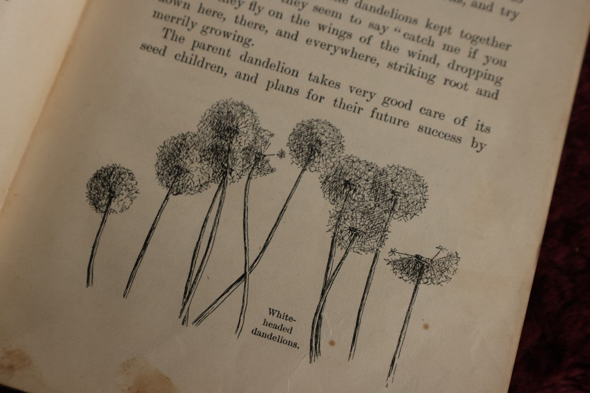 Lot 139 - Little Wanderers By Margaret Warner Morley, 1899 Book On Flower Propagation, Many Illustrations