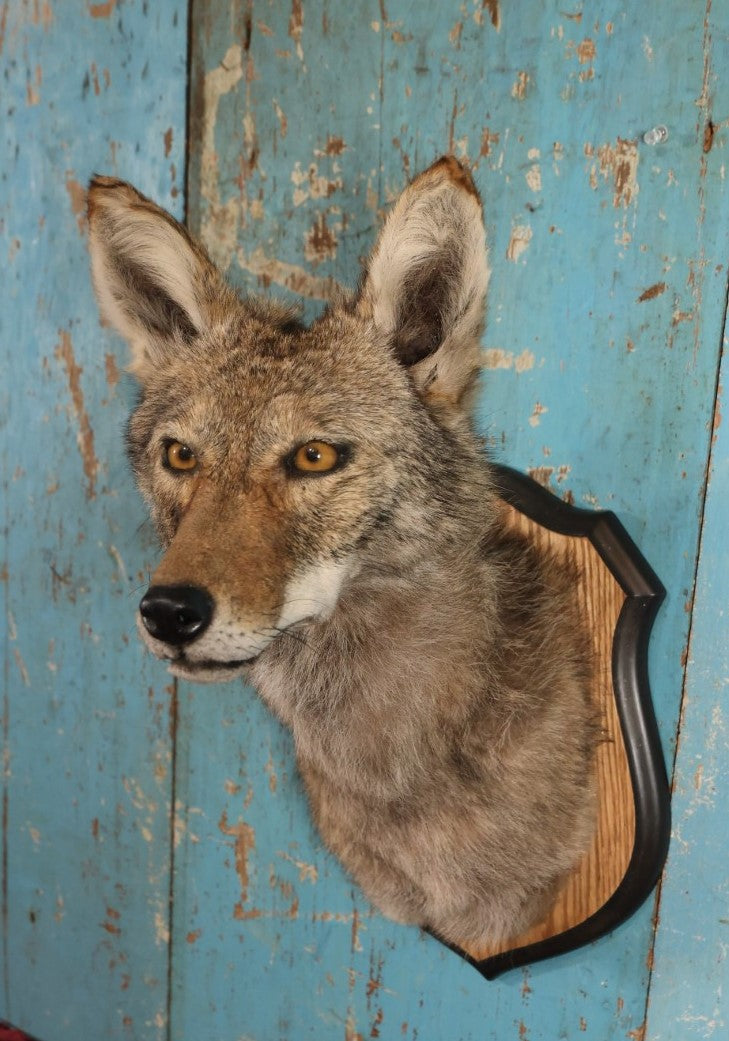 Lot 001 - Taxidermy Coyote Head Mount On Shield, By Brooklyn Taxidermy