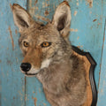 Lot 001 - Taxidermy Coyote Head Mount On Shield, By Brooklyn Taxidermy
