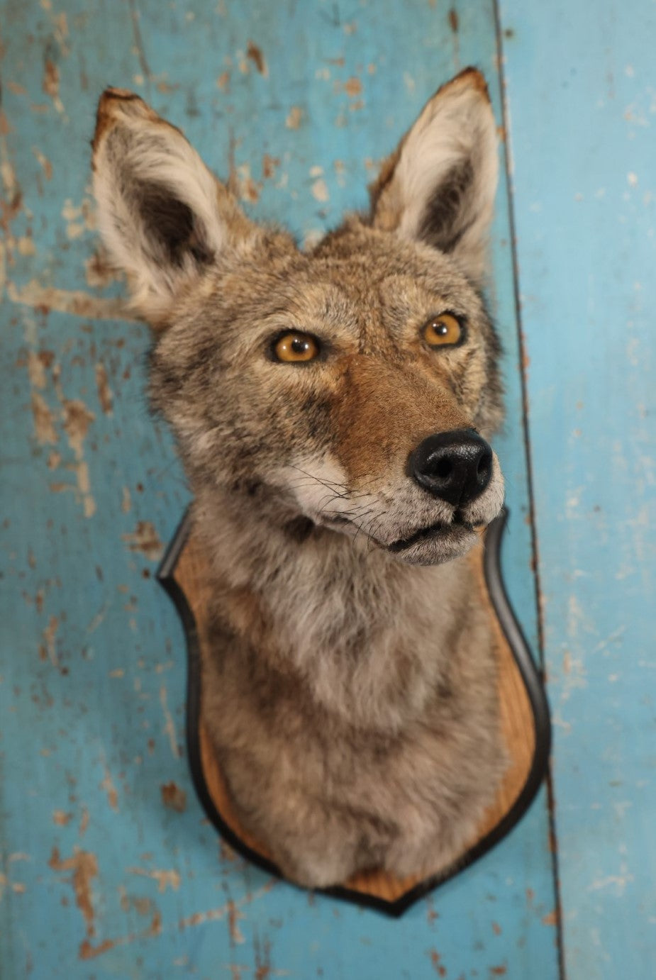 Lot 001 - Taxidermy Coyote Head Mount On Shield, By Brooklyn Taxidermy