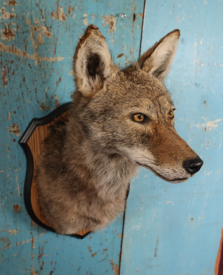 Lot 001 - Taxidermy Coyote Head Mount On Shield, By Brooklyn Taxidermy