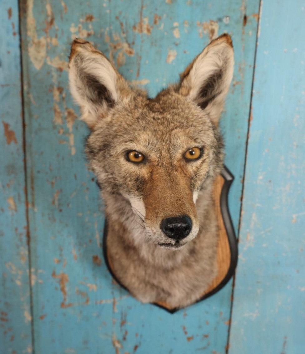 Lot 001 - Taxidermy Coyote Head Mount On Shield, By Brooklyn Taxidermy