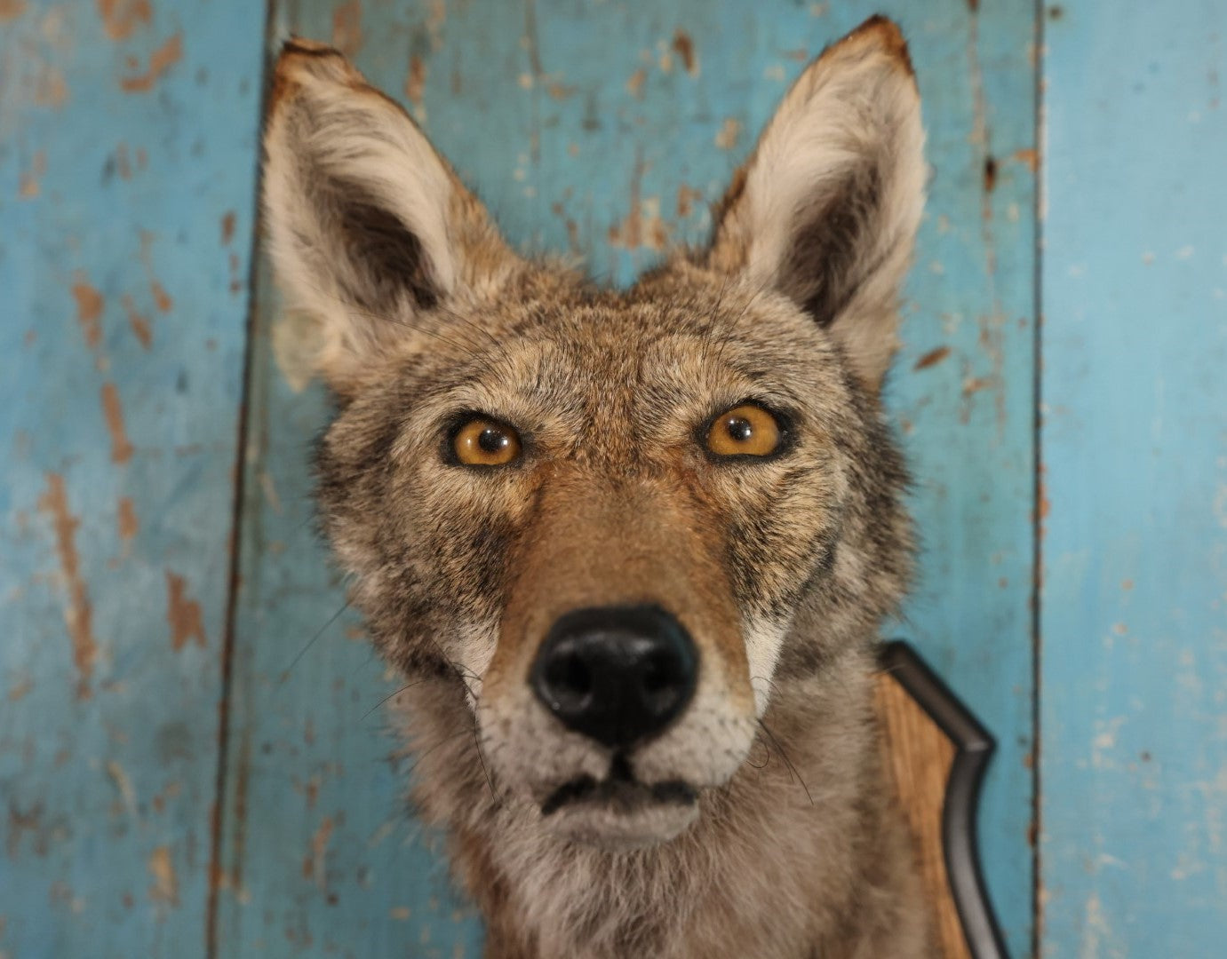 Lot 001 - Taxidermy Coyote Head Mount On Shield, By Brooklyn Taxidermy