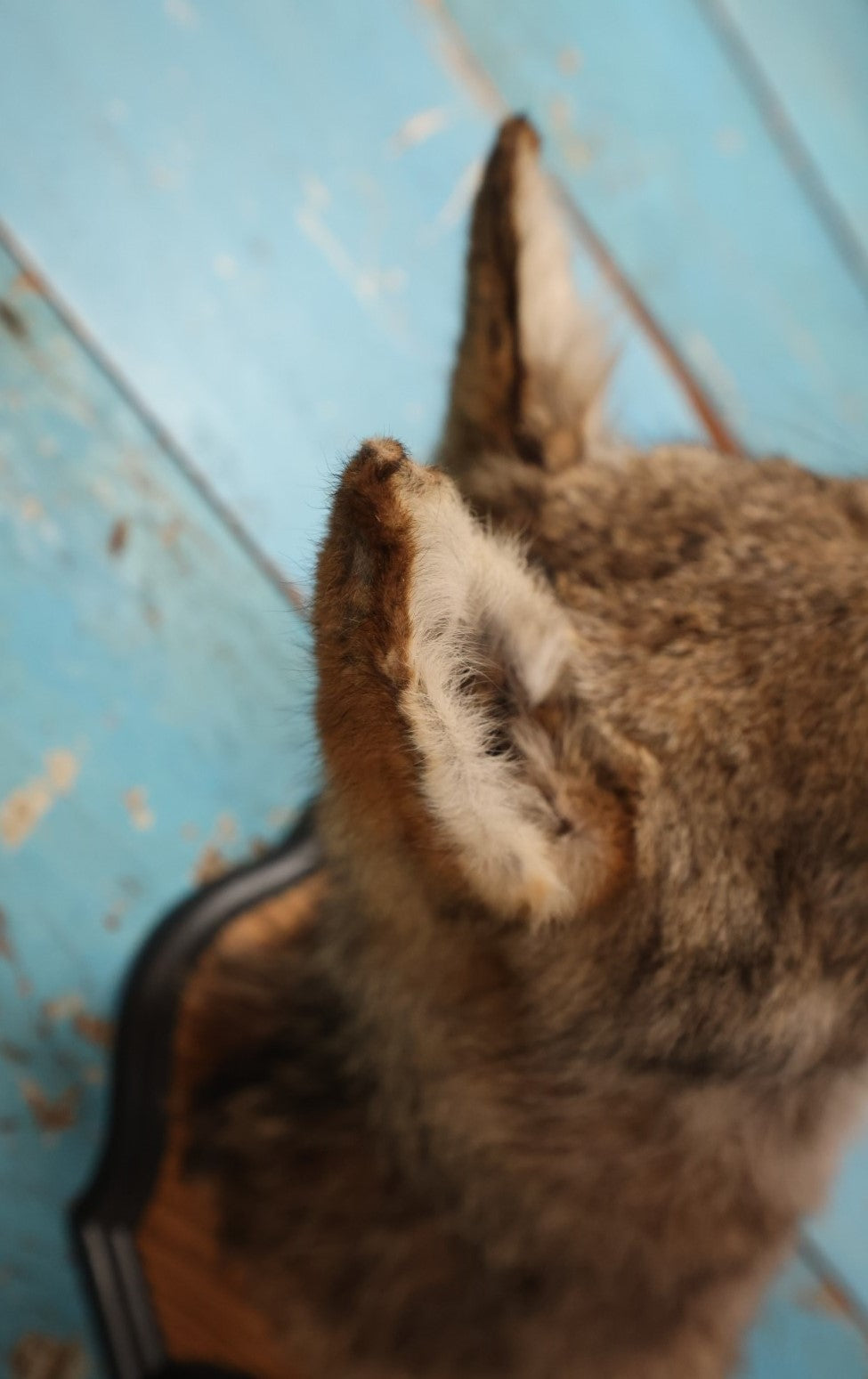 Lot 001 - Taxidermy Coyote Head Mount On Shield, By Brooklyn Taxidermy