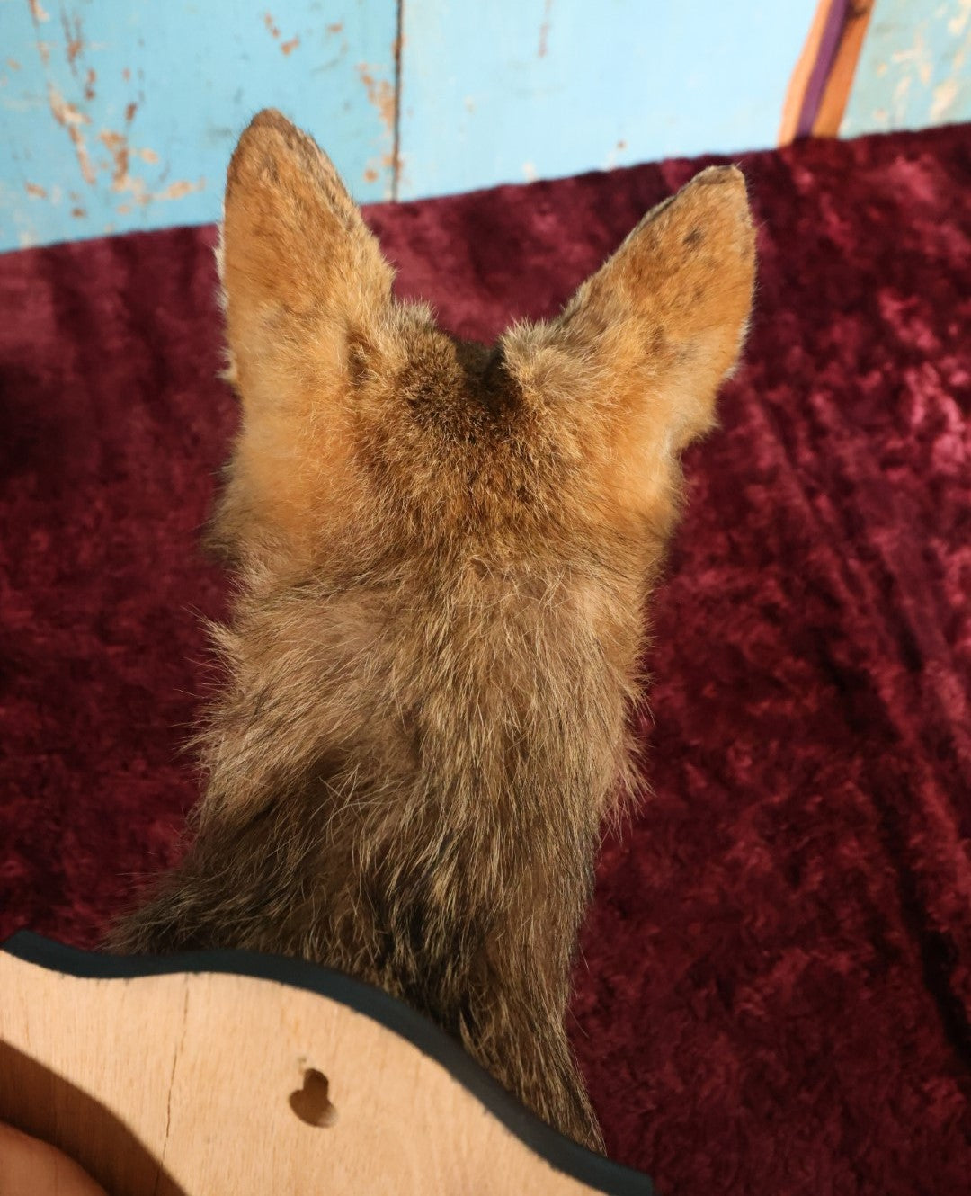 Lot 001 - Taxidermy Coyote Head Mount On Shield, By Brooklyn Taxidermy