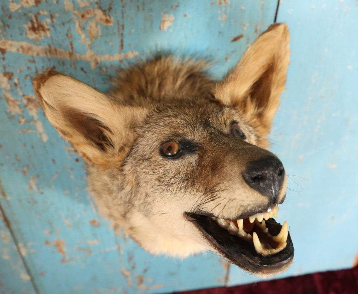 Lot 002 - Taxidermy Coyote Head Mount In Dramatic Howling, Grinning Pose