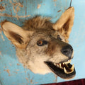 Lot 002 - Taxidermy Coyote Head Mount In Dramatic Howling, Grinning Pose