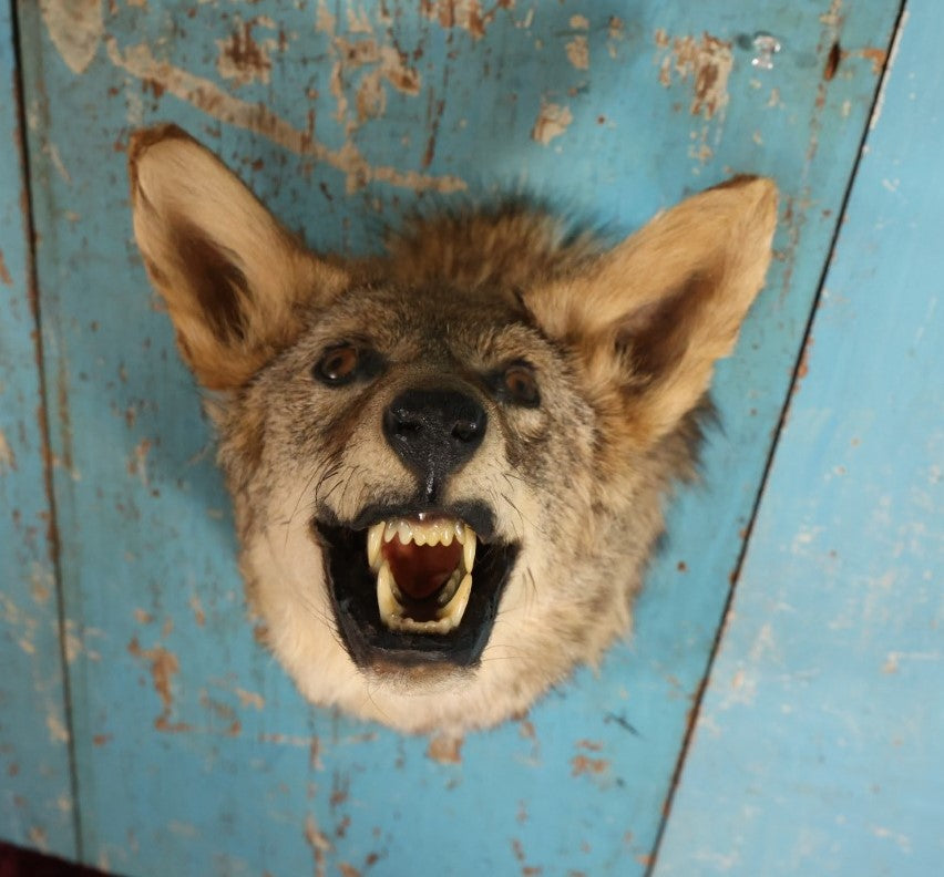 Lot 002 - Taxidermy Coyote Head Mount In Dramatic Howling, Grinning Pose