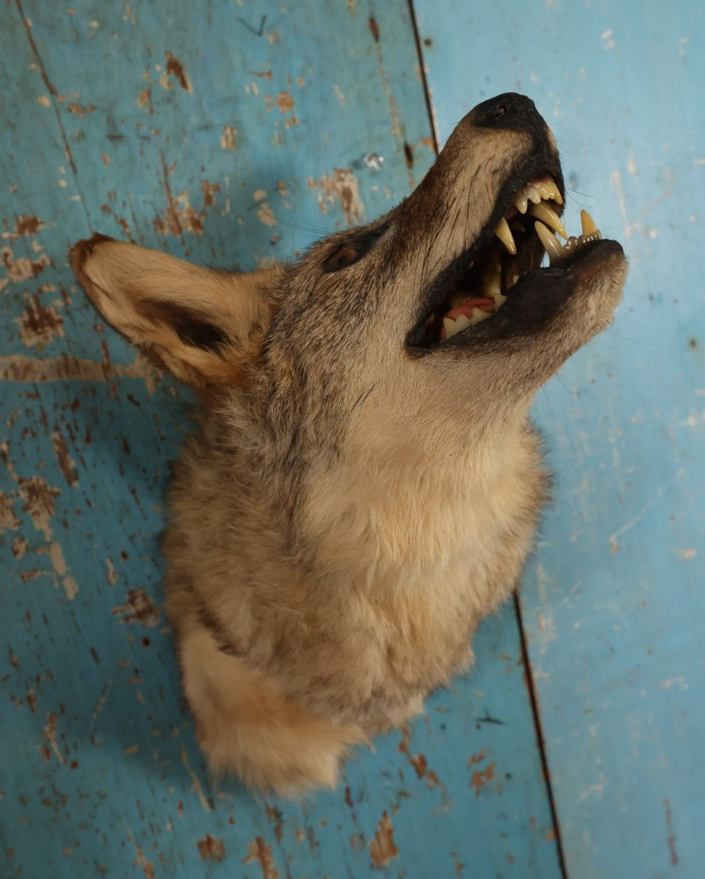 Lot 002 - Taxidermy Coyote Head Mount In Dramatic Howling, Grinning Pose