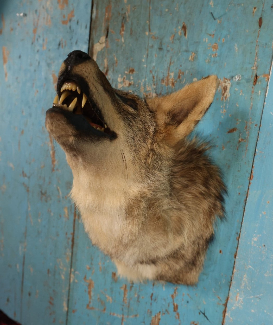 Lot 002 - Taxidermy Coyote Head Mount In Dramatic Howling, Grinning Pose