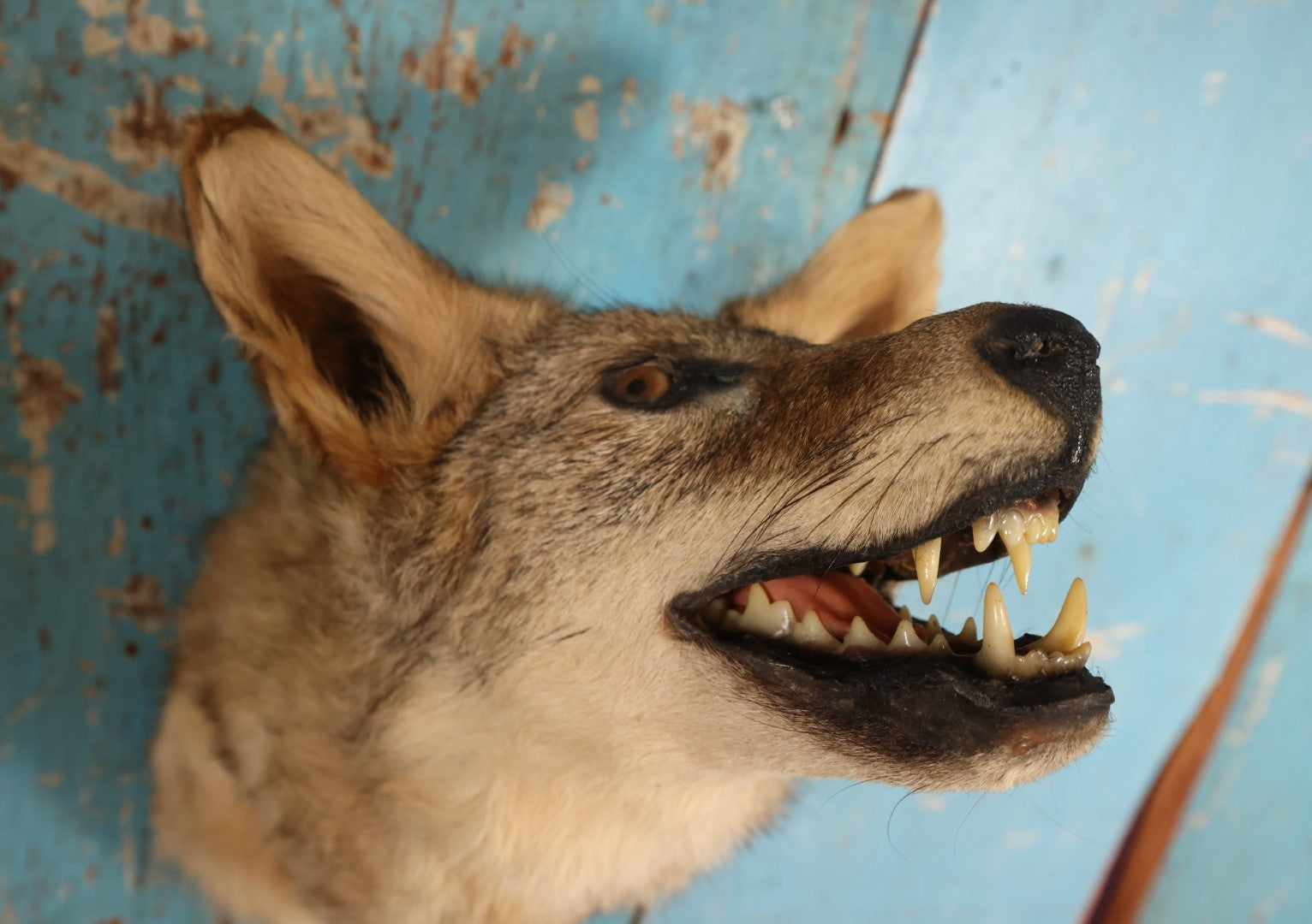 Lot 002 - Taxidermy Coyote Head Mount In Dramatic Howling, Grinning Pose