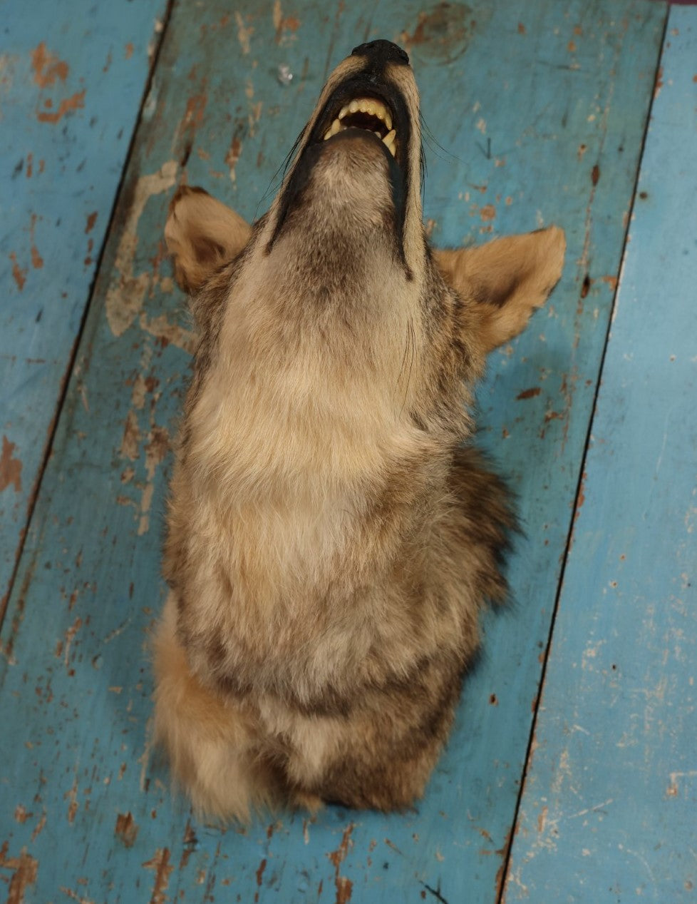 Lot 002 - Taxidermy Coyote Head Mount In Dramatic Howling, Grinning Pose