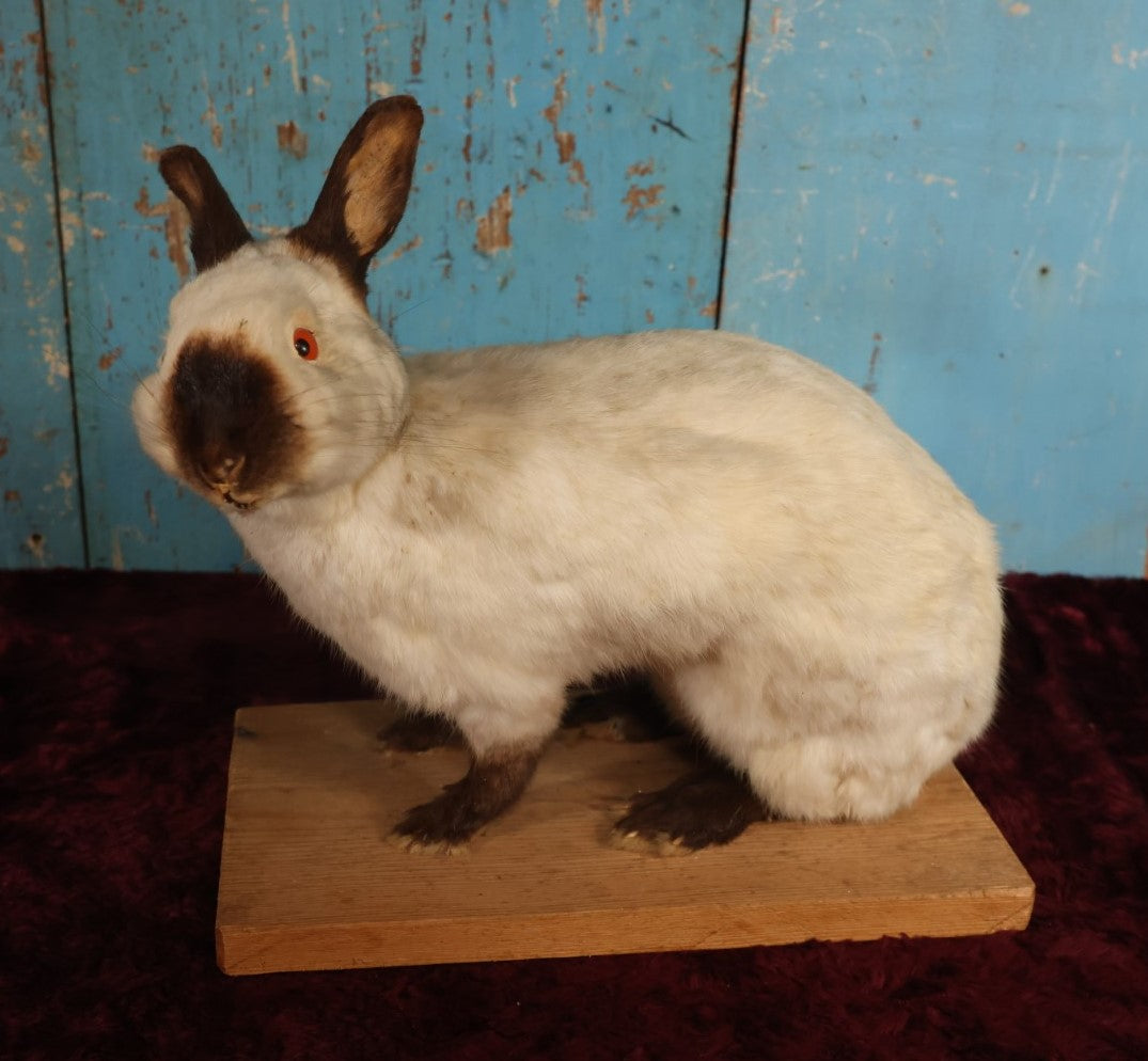 Lot 003 - Vintage Full Mount Taxidermy White Rabbit On Base