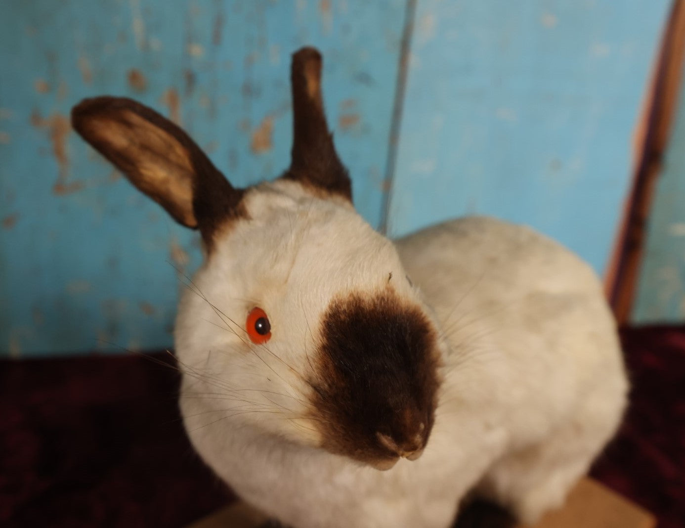 Lot 003 - Vintage Full Mount Taxidermy White Rabbit On Base