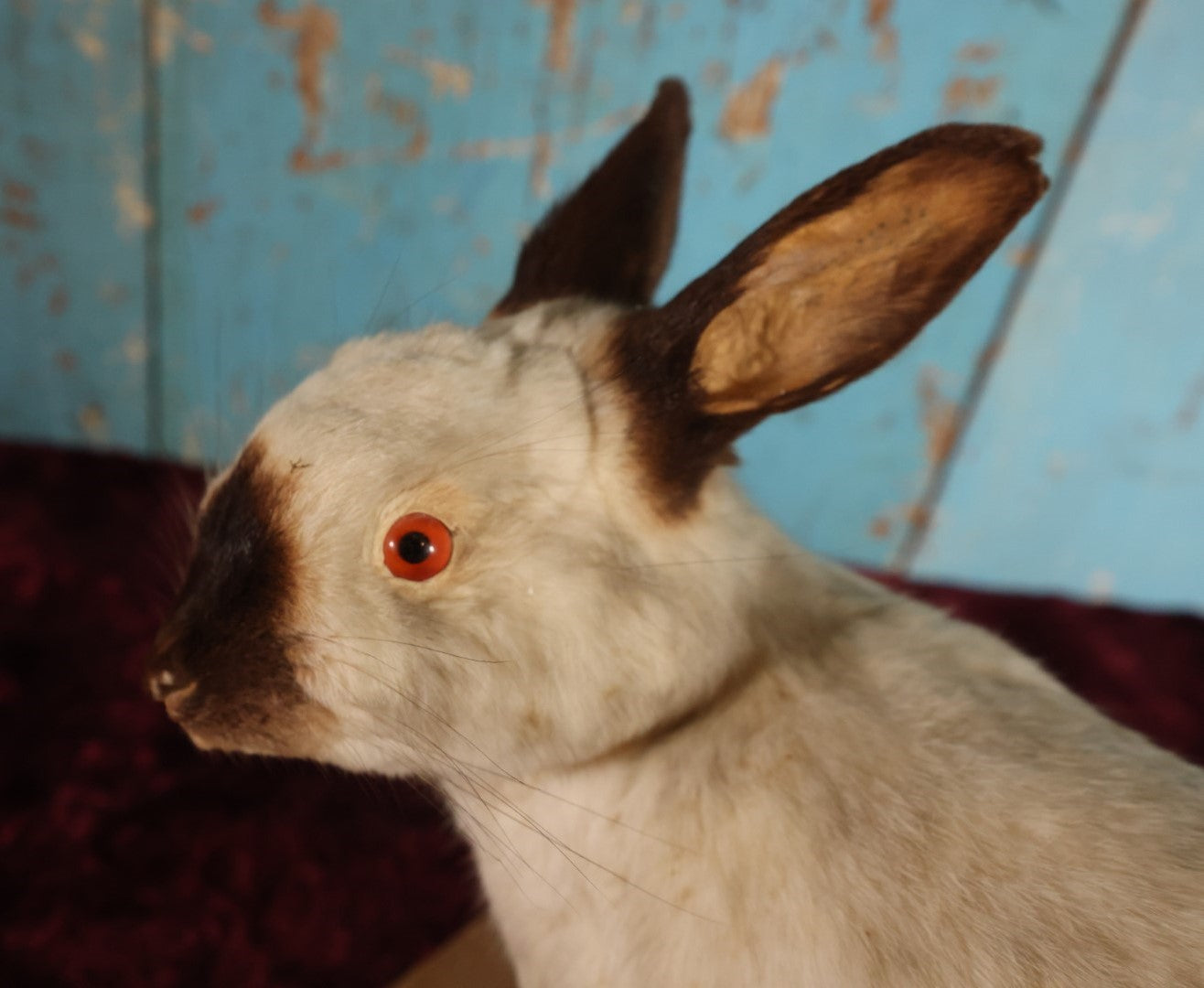 Lot 003 - Vintage Full Mount Taxidermy White Rabbit On Base