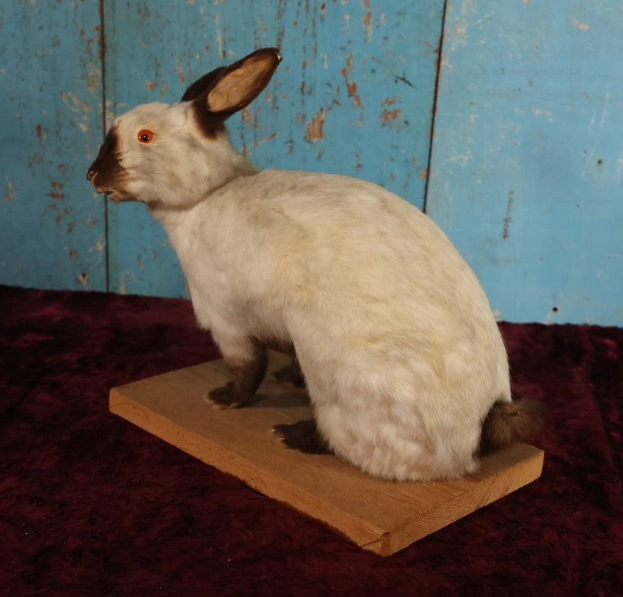 Lot 003 - Vintage Full Mount Taxidermy White Rabbit On Base