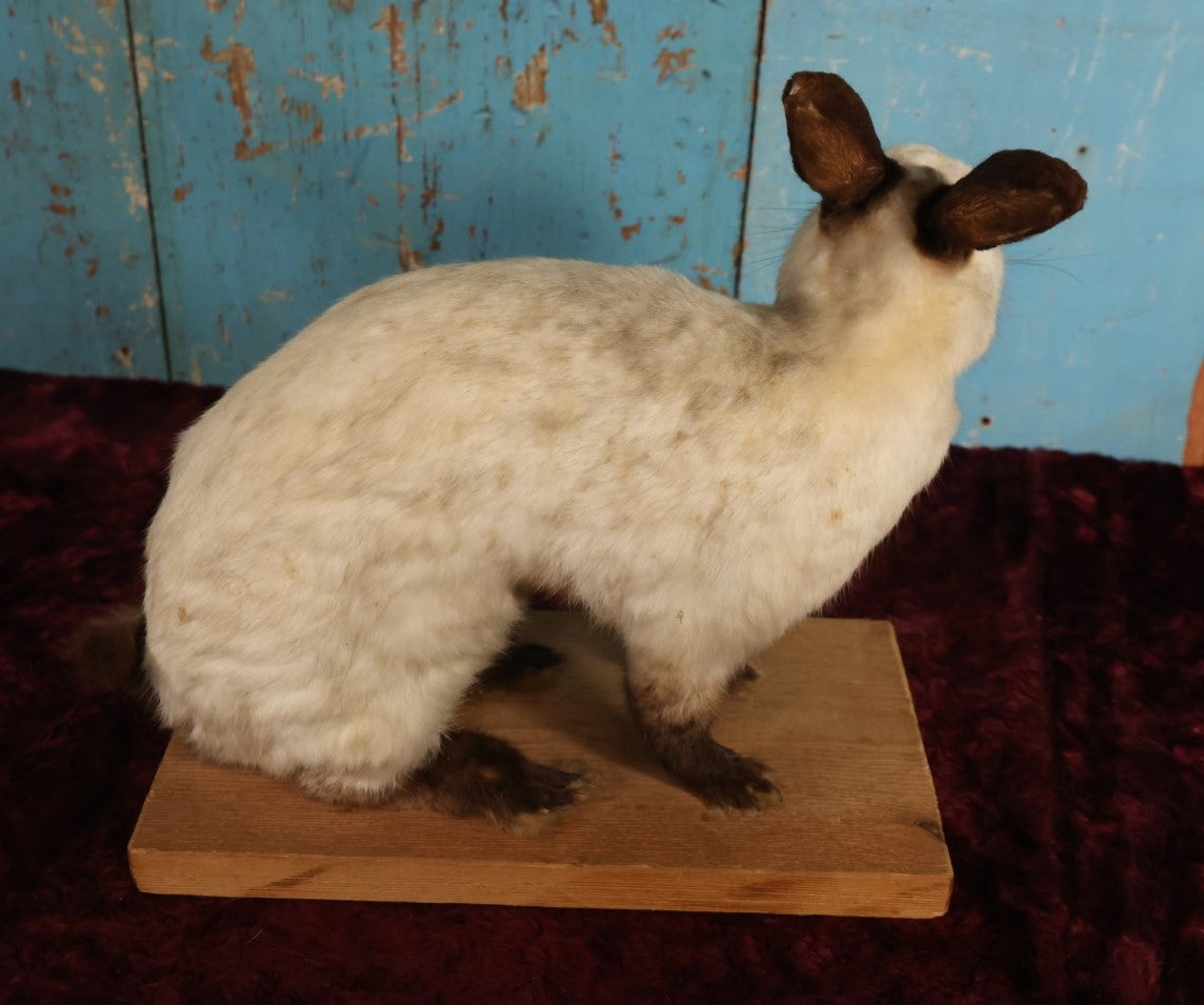 Lot 003 - Vintage Full Mount Taxidermy White Rabbit On Base