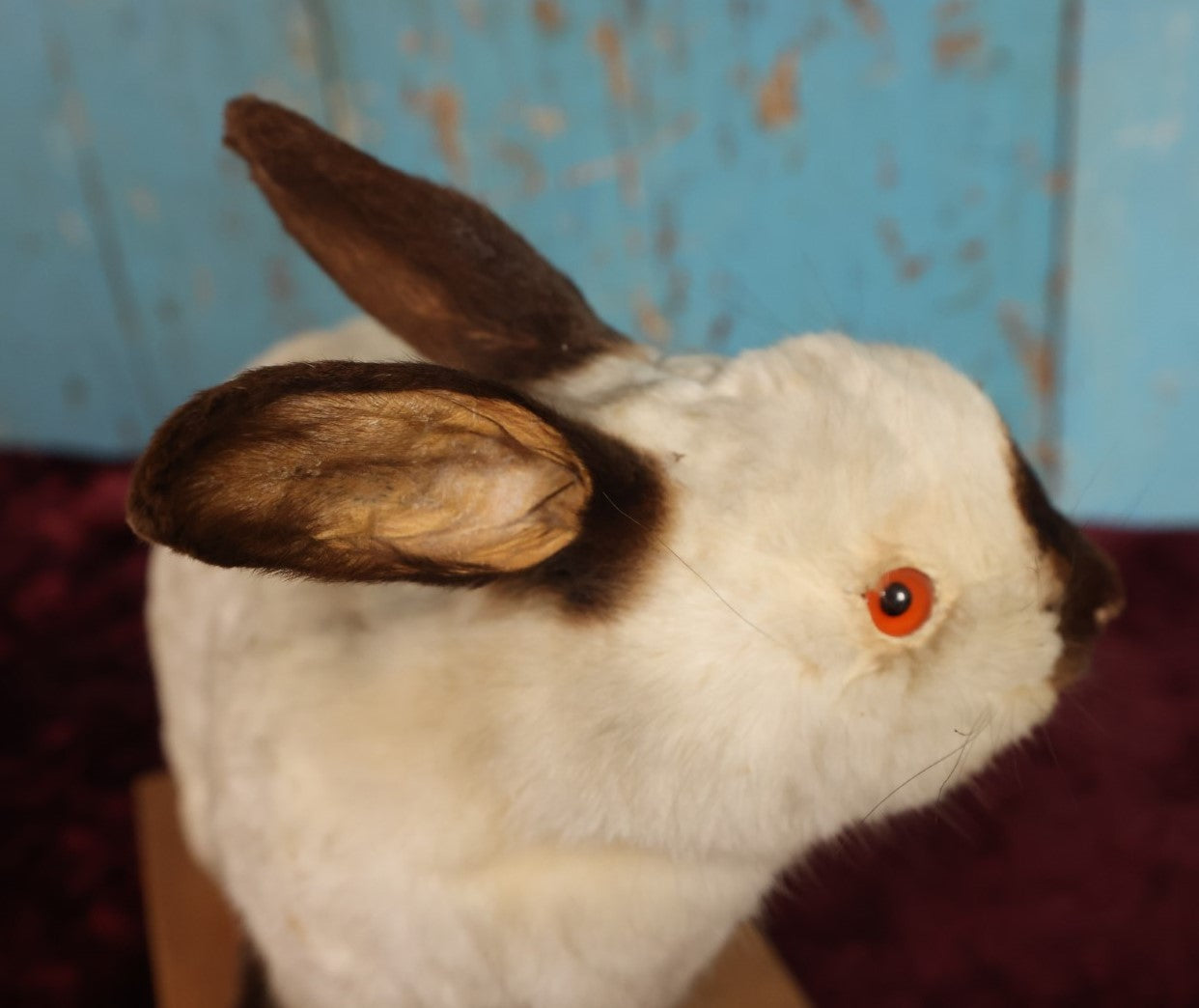 Lot 003 - Vintage Full Mount Taxidermy White Rabbit On Base