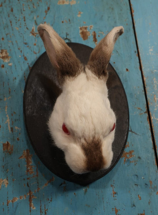 Lot 004 - Taxidermy Albino Bunny Rabbit Head Wall Mount On Small Painted Black Shield