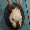 Lot 004 - Taxidermy Albino Bunny Rabbit Head Wall Mount On Small Painted Black Shield