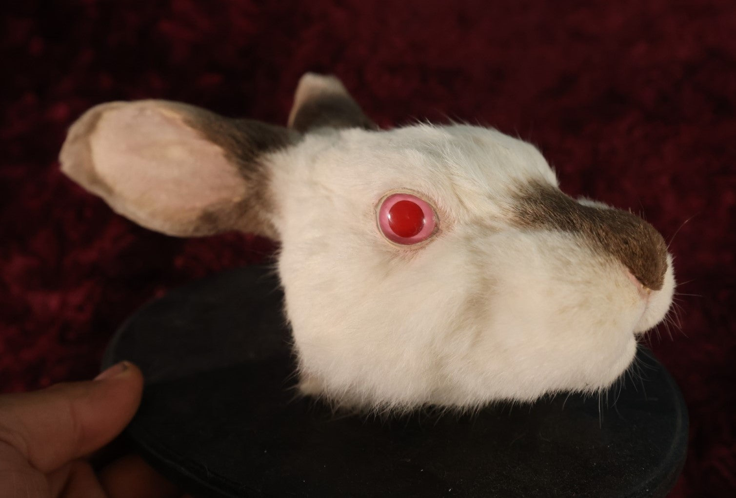 Lot 004 - Taxidermy Albino Bunny Rabbit Head Wall Mount On Small Painted Black Shield