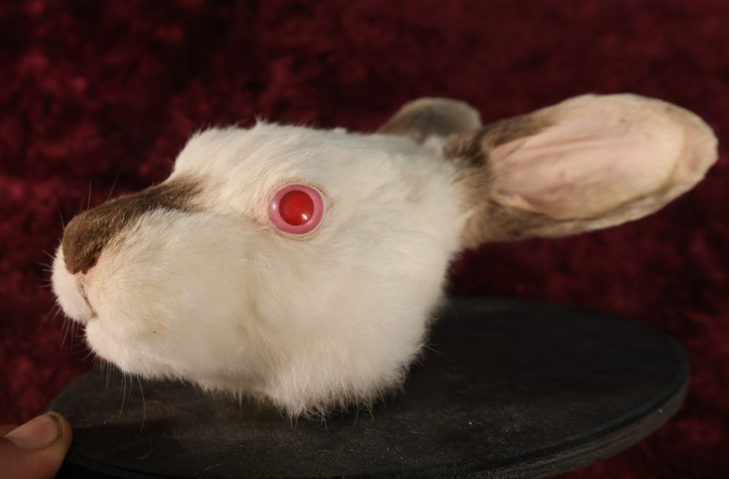 Lot 004 - Taxidermy Albino Bunny Rabbit Head Wall Mount On Small Painted Black Shield