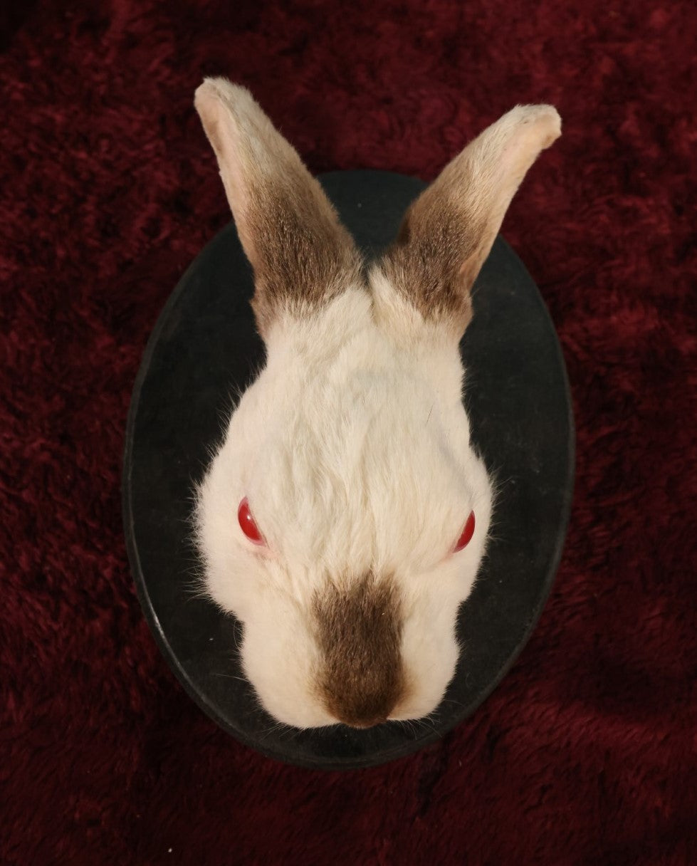 Lot 004 - Taxidermy Albino Bunny Rabbit Head Wall Mount On Small Painted Black Shield