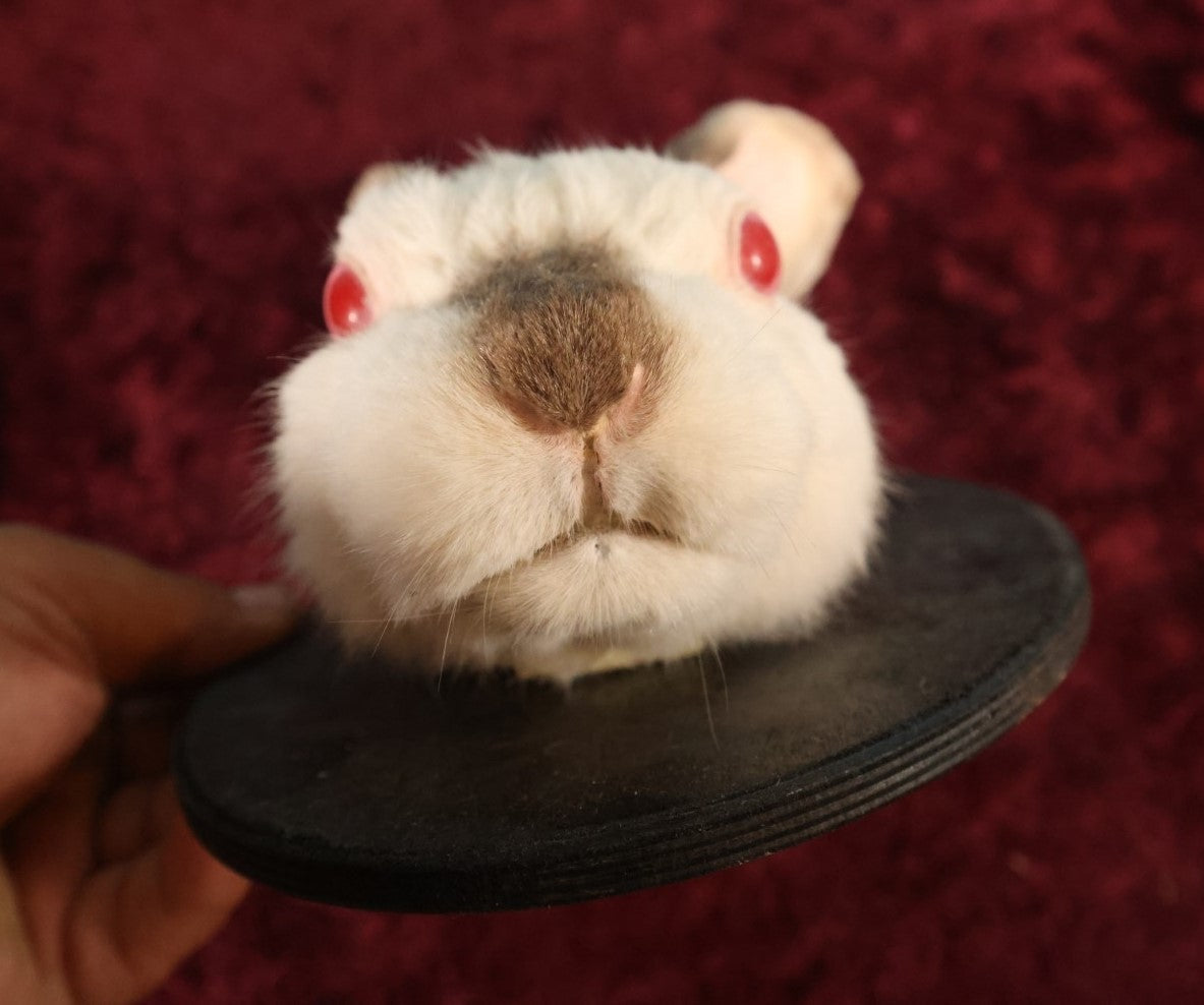 Lot 004 - Taxidermy Albino Bunny Rabbit Head Wall Mount On Small Painted Black Shield