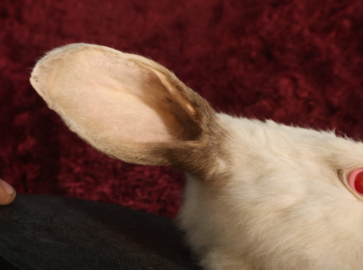 Lot 004 - Taxidermy Albino Bunny Rabbit Head Wall Mount On Small Painted Black Shield