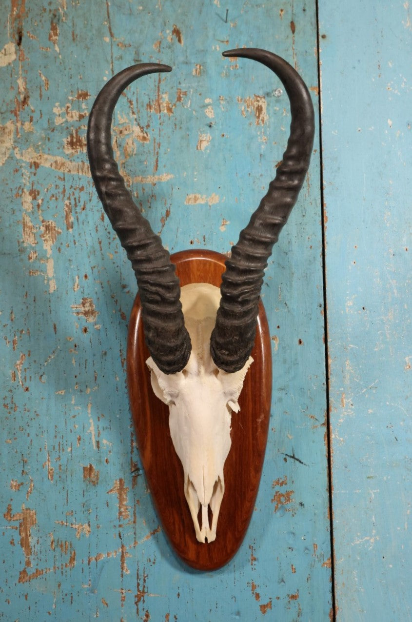 Lot 005 - Vintage African Springbok Skull European Taxidermy Mount, Namibia, 1998