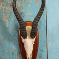 Lot 005 - Vintage African Springbok Skull European Taxidermy Mount, Namibia, 1998
