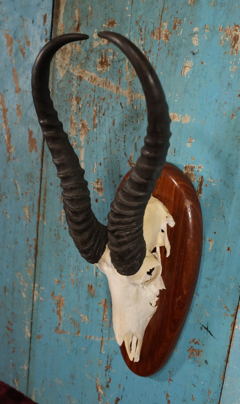 Lot 005 - Vintage African Springbok Skull European Taxidermy Mount, Namibia, 1998