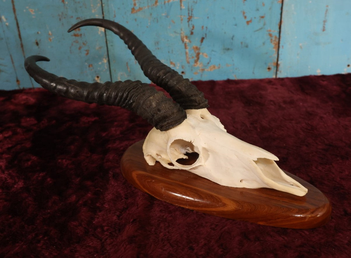 Lot 005 - Vintage African Springbok Skull European Taxidermy Mount, Namibia, 1998