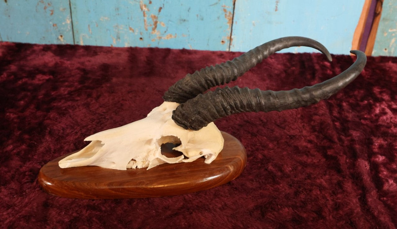 Lot 005 - Vintage African Springbok Skull European Taxidermy Mount, Namibia, 1998