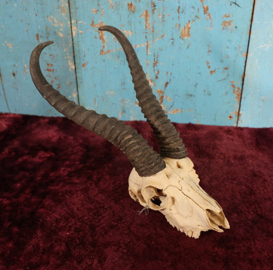 Lot 006 - Vintage African Springbok Skull European Taxidermy Mount, Skull Only, With Teeth, No Shield